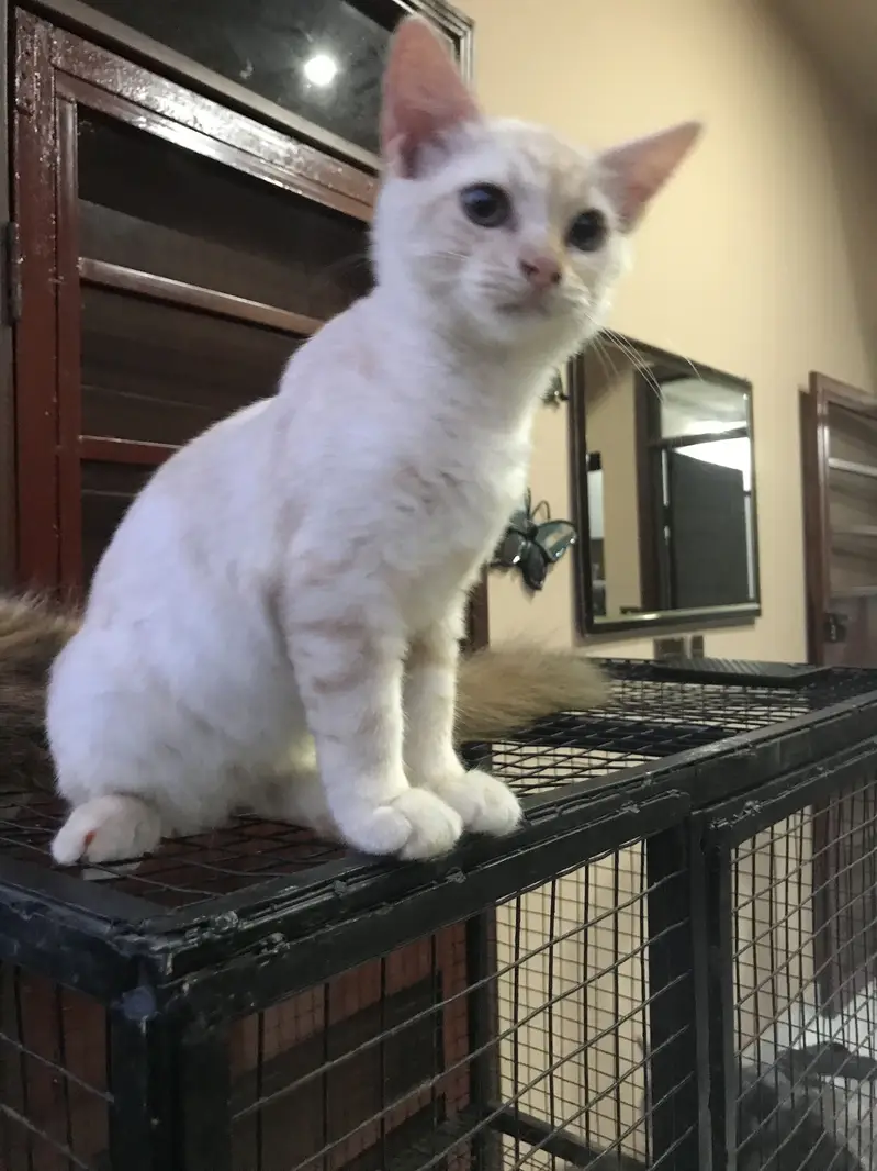 Pair Persian kittens — photo 3
