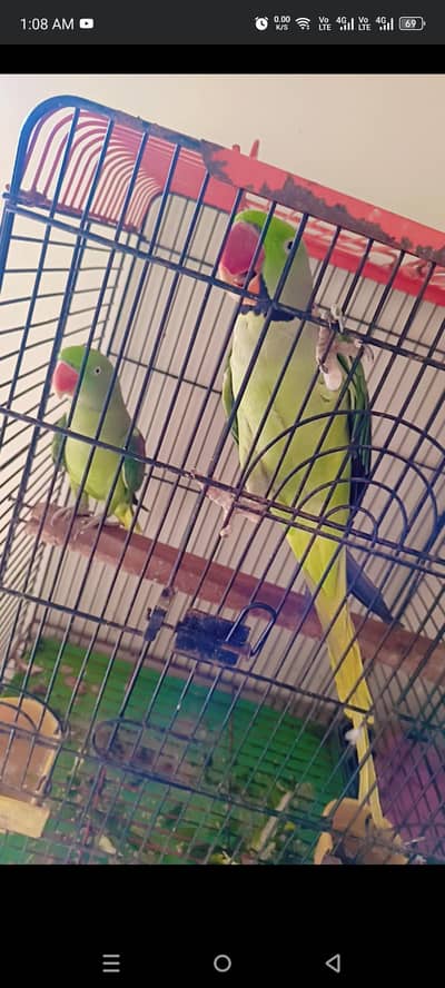 pahari parrot