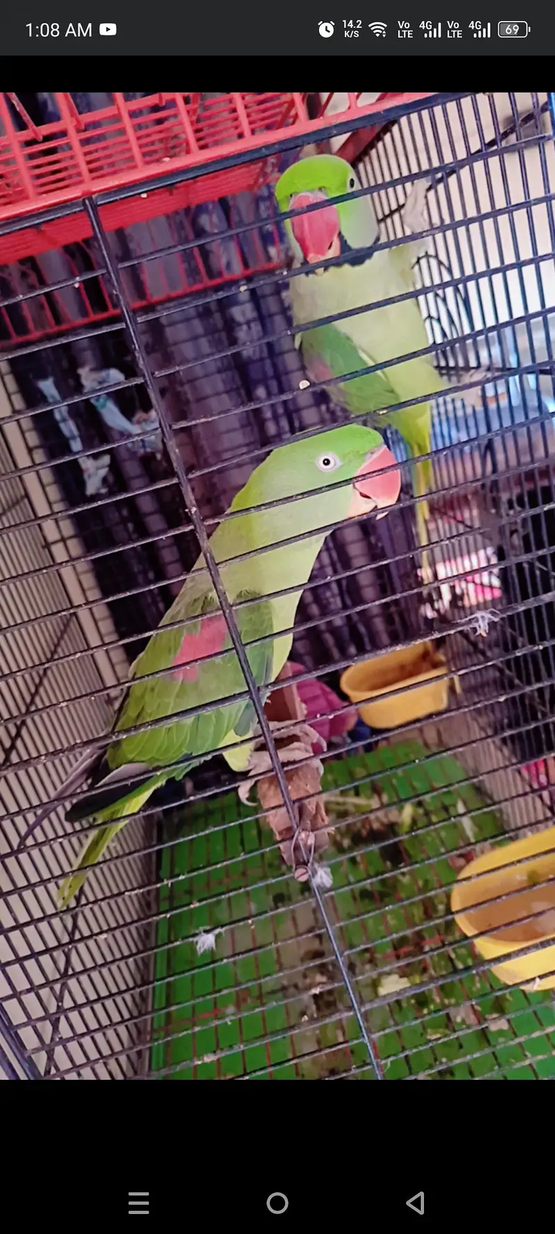pahari parrot — photo 2