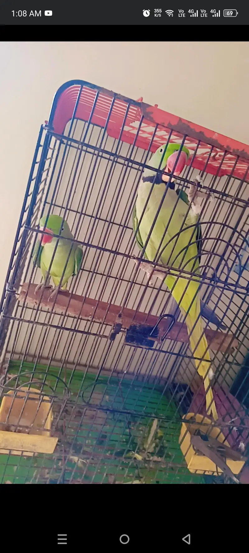 pahari parrot — photo 3