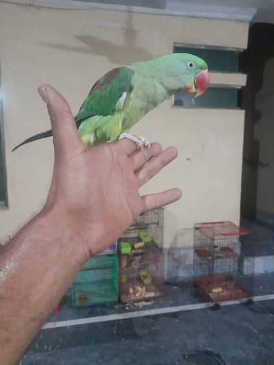 Breeder Pair