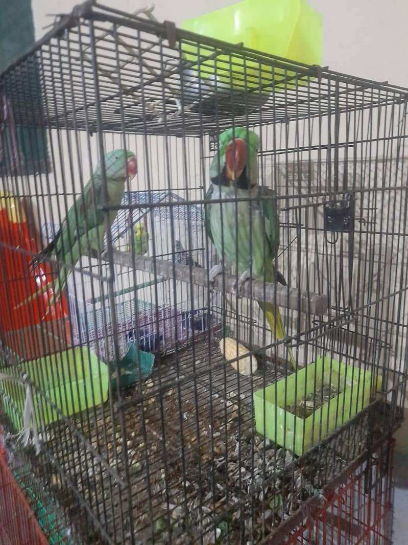 Breeder Pair 2