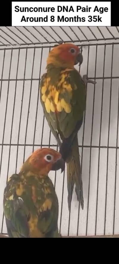 Sunconure | Red Moluccan Lory | Lovebirds | Blue Turquoise | Monk