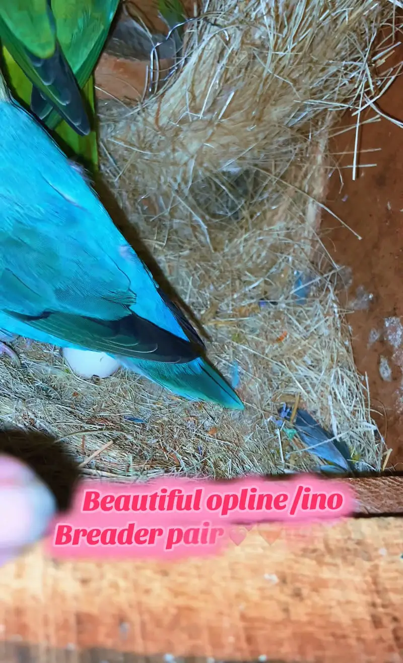 Breader pair with eggs opline to opline /ino — photo 2