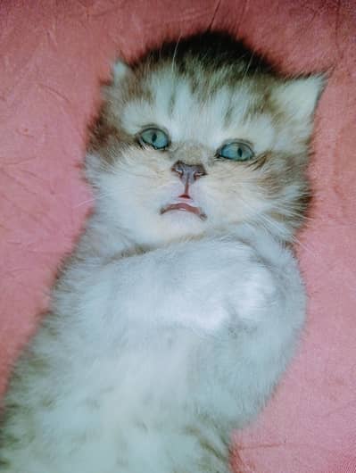 persion kitten punch face