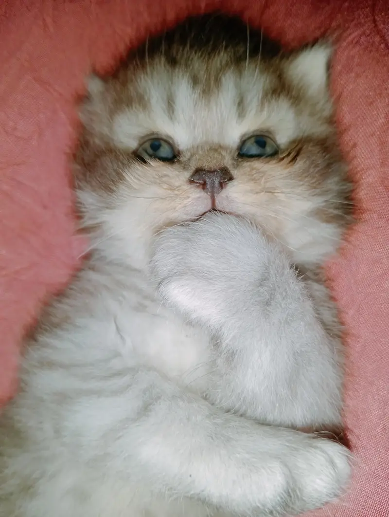 persion kitten punch face — photo 2