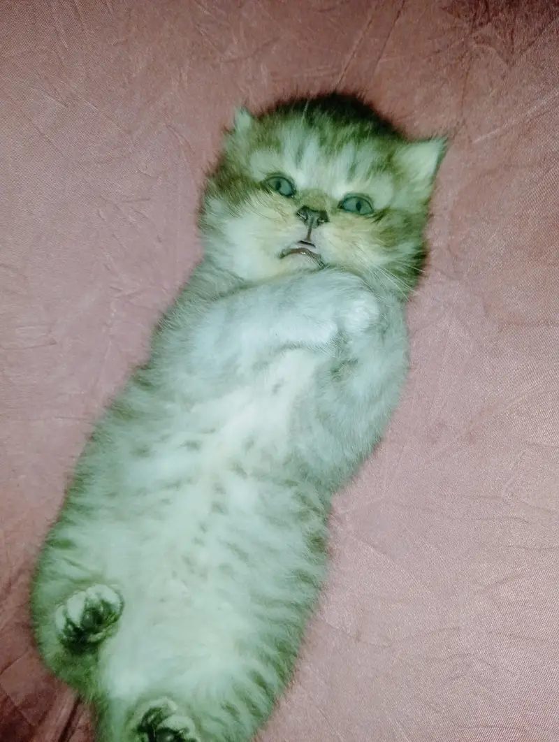 persion kitten punch face — photo 3