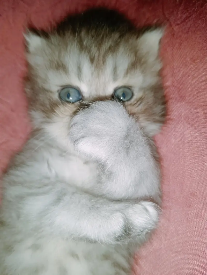 persion kitten punch face — photo 4