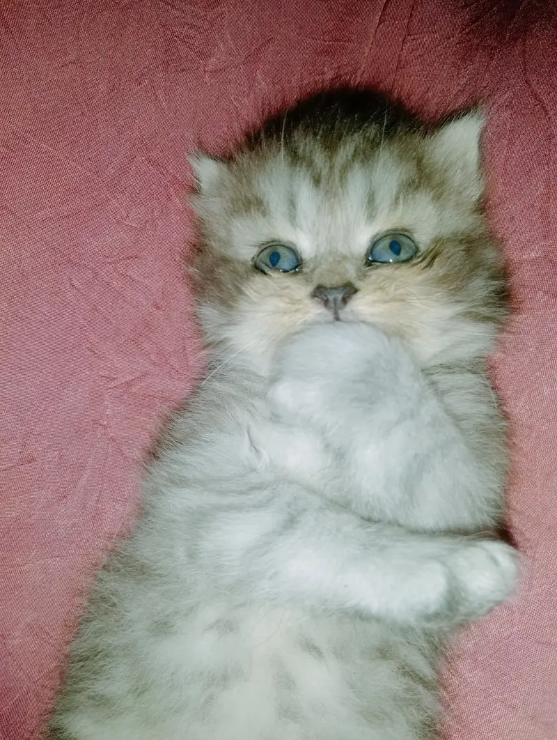 persion kitten punch face — photo 5