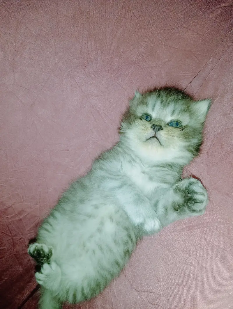 persion kitten punch face — photo 6