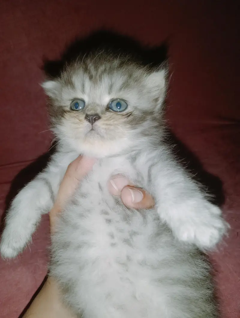 persion kitten punch face — photo 7
