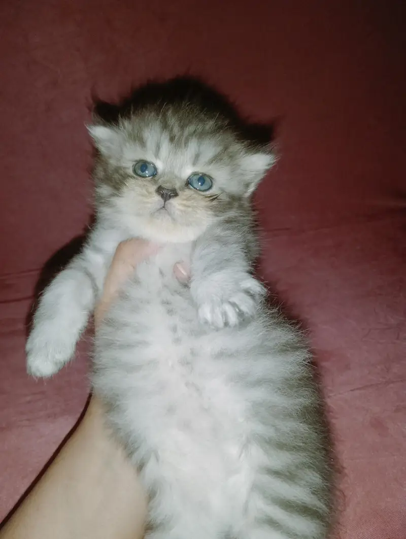 persion kitten punch face — photo 8