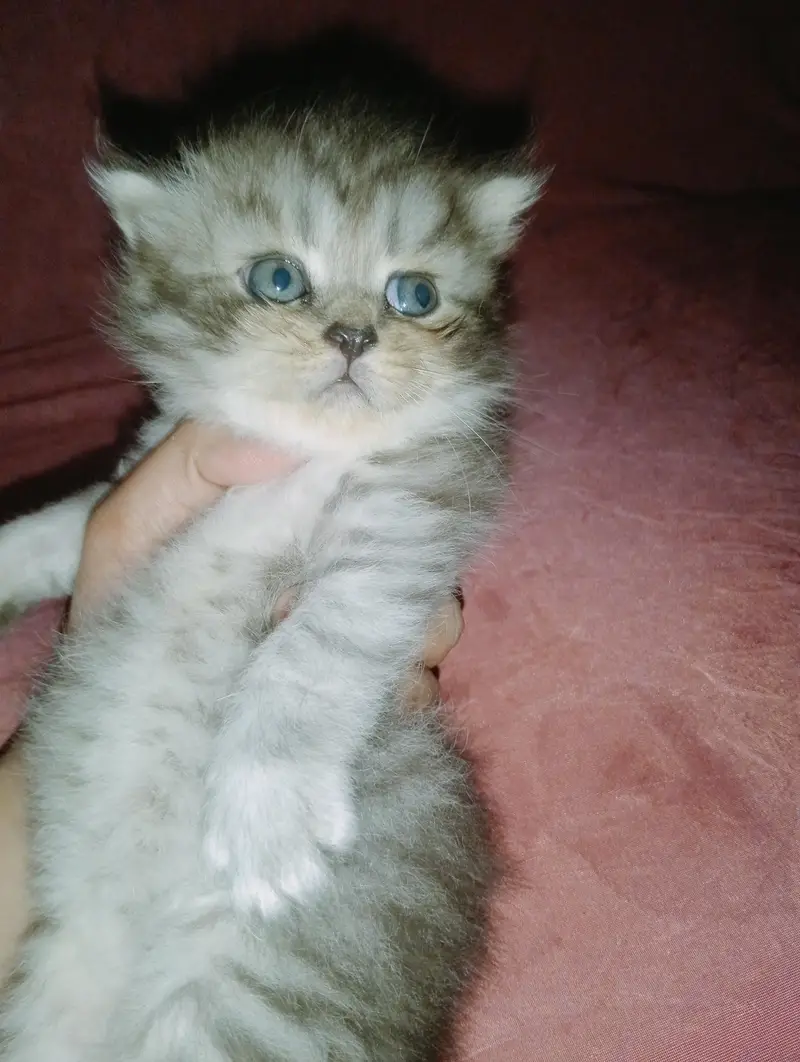 persion kitten punch face — photo 9