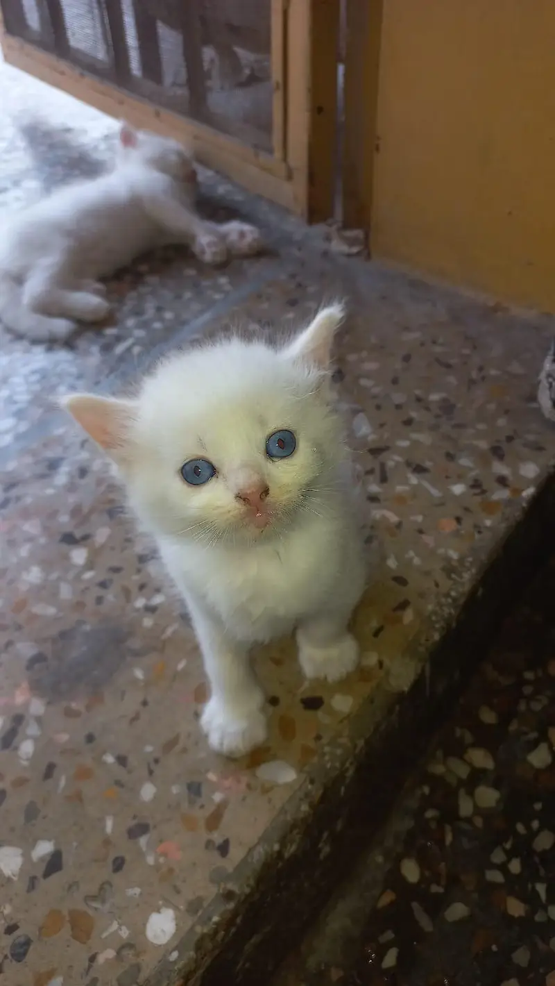 triple coat persian kitten — photo 2