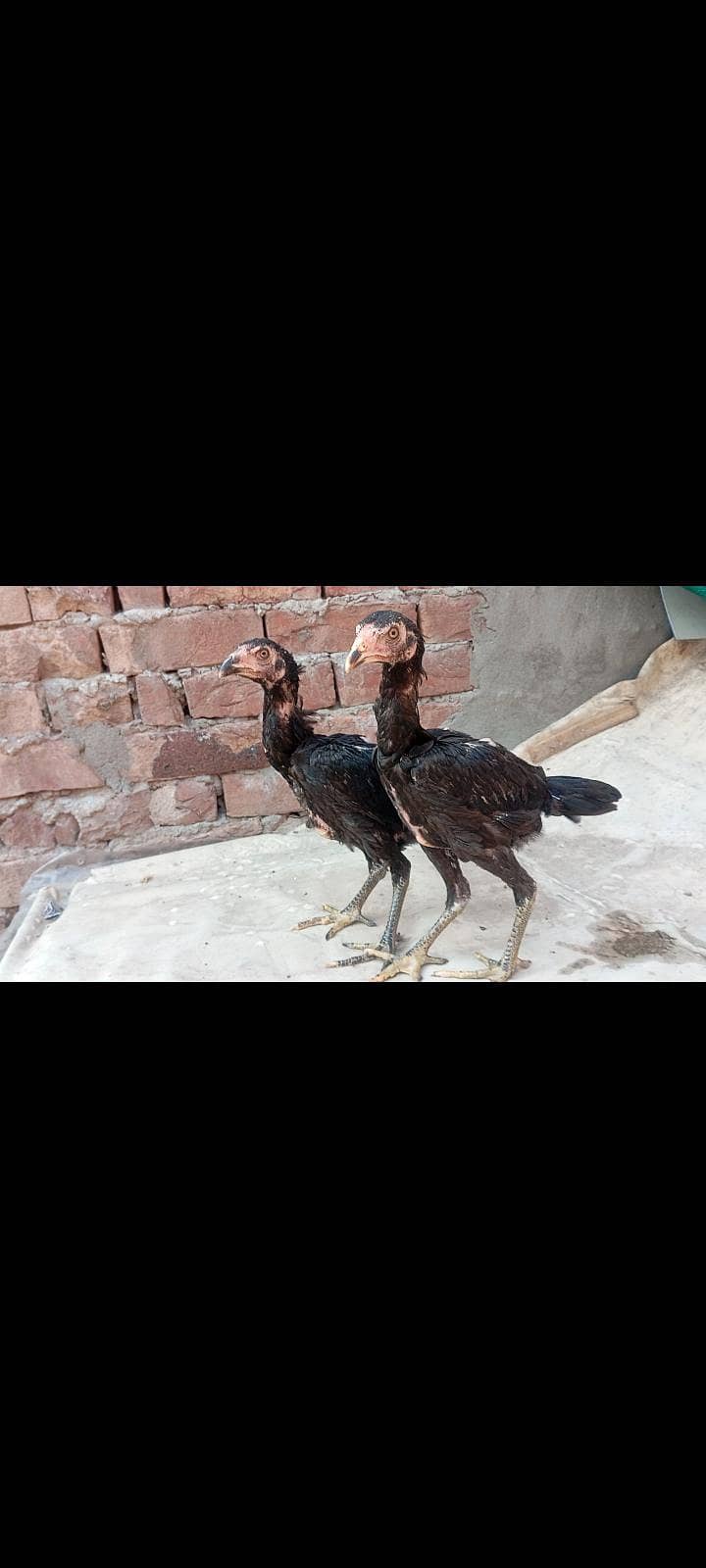 Thai pakoya pair 2