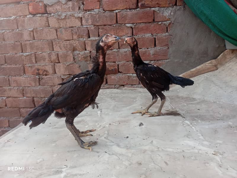 Thai pakoya pair 7