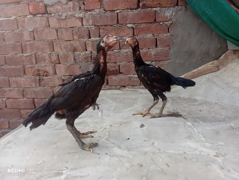Thai pakoya pair — photo 8