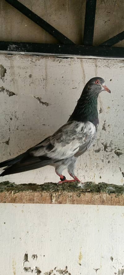 qasori galdar breaker mail