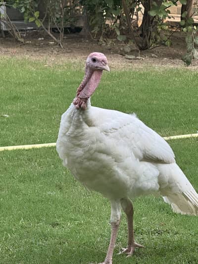 Turkey full breading Age Home Breed