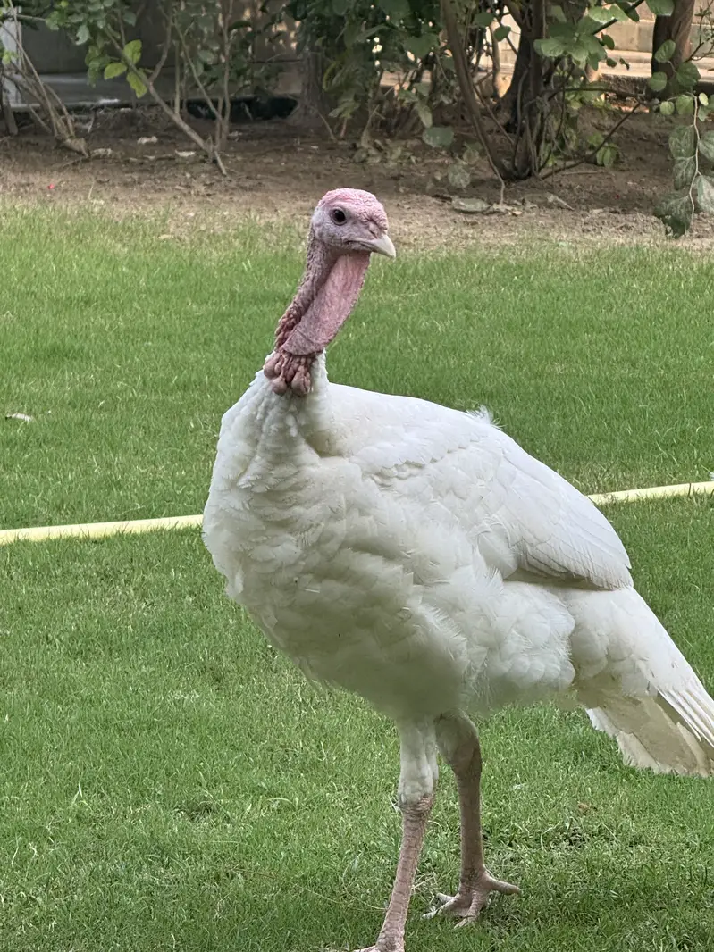 Turkey full breading Age Home Breed