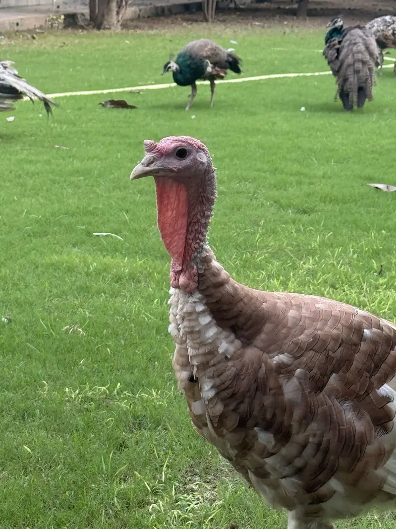 Turkey full breading Age Home Breed — photo 2