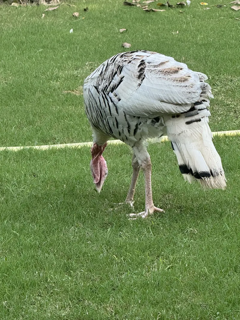 Turkey full breading Age Home Breed — photo 3