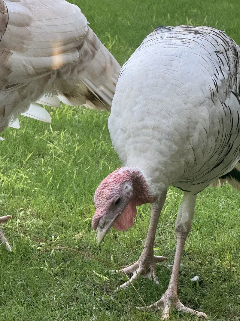 Turkey full breading Age Home Breed — photo 4