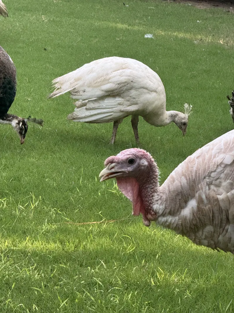 Turkey full breading Age Home Breed — photo 5