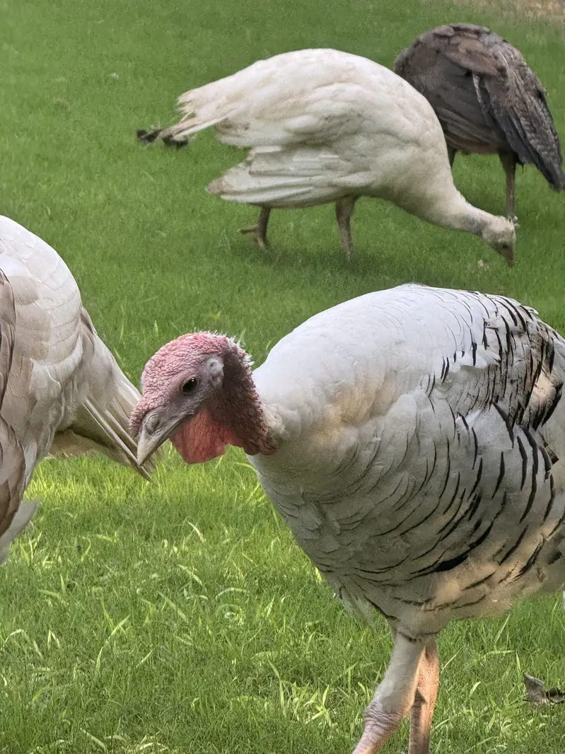 Turkey full breading Age Home Breed — photo 6