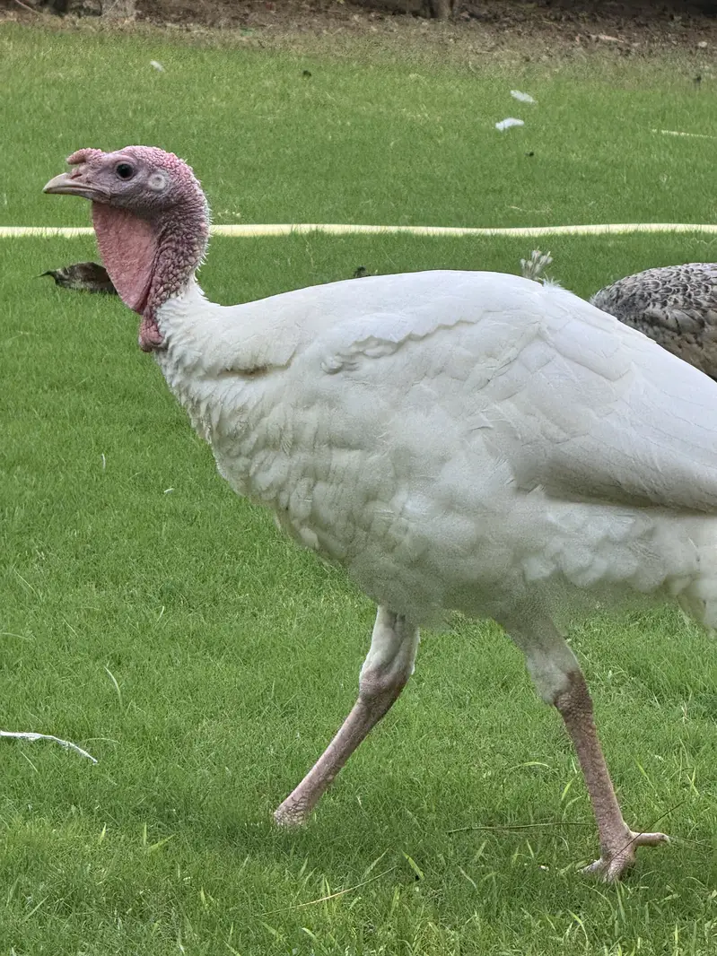 Turkey full breading Age Home Breed — photo 7