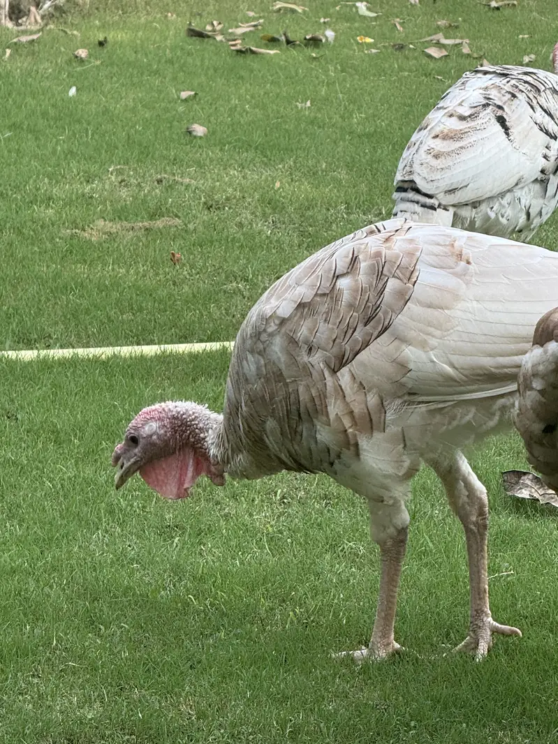 Turkey full breading Age Home Breed — photo 8