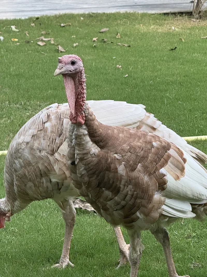 Turkey full breading Age Home Breed — photo 9