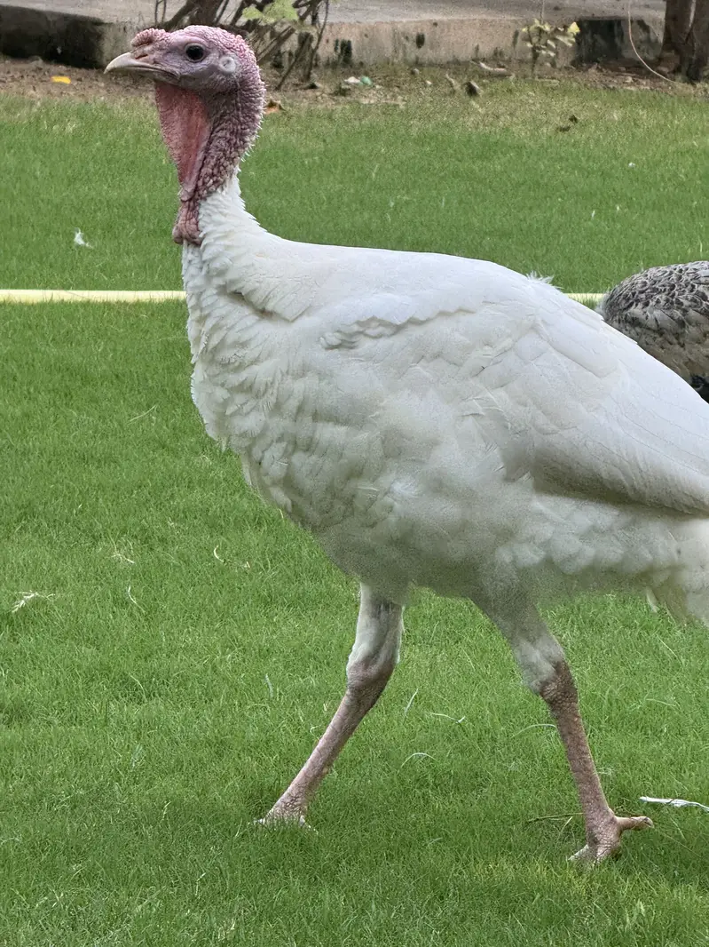 Turkey full breading Age Home Breed — photo 10