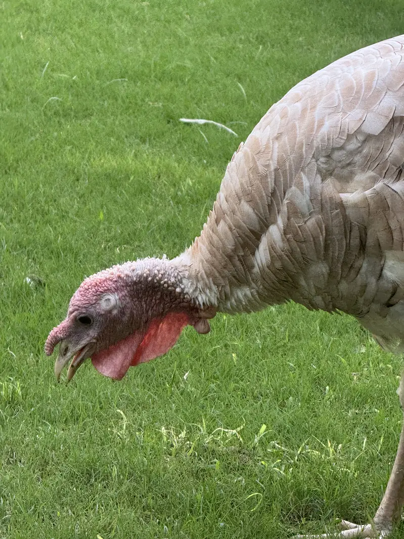 Turkey full breading Age Home Breed — photo 11