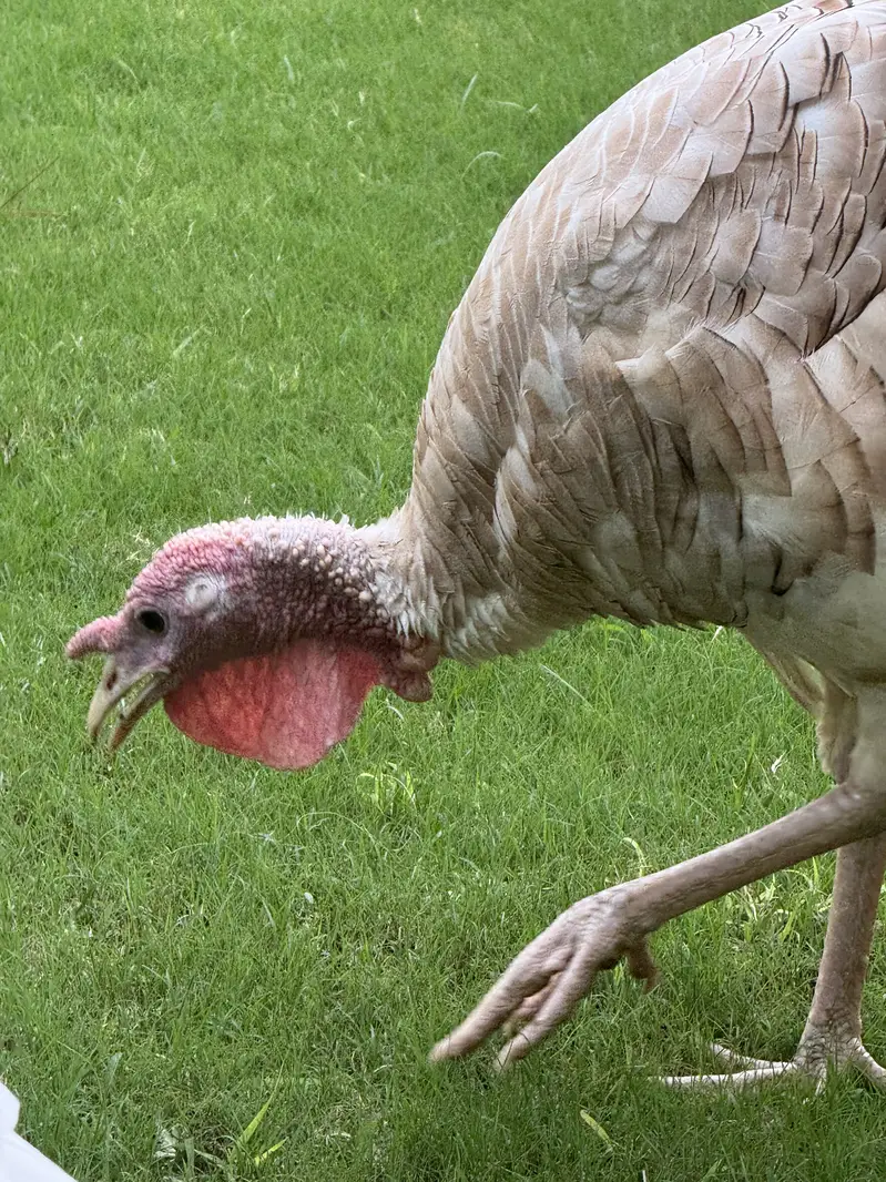 Turkey full breading Age Home Breed — photo 12