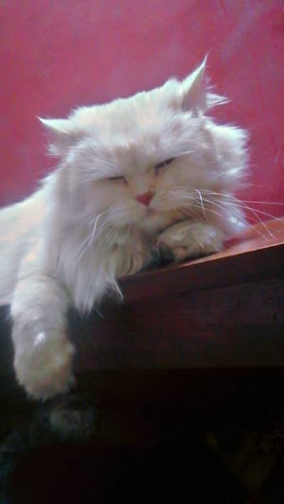 Persian cats