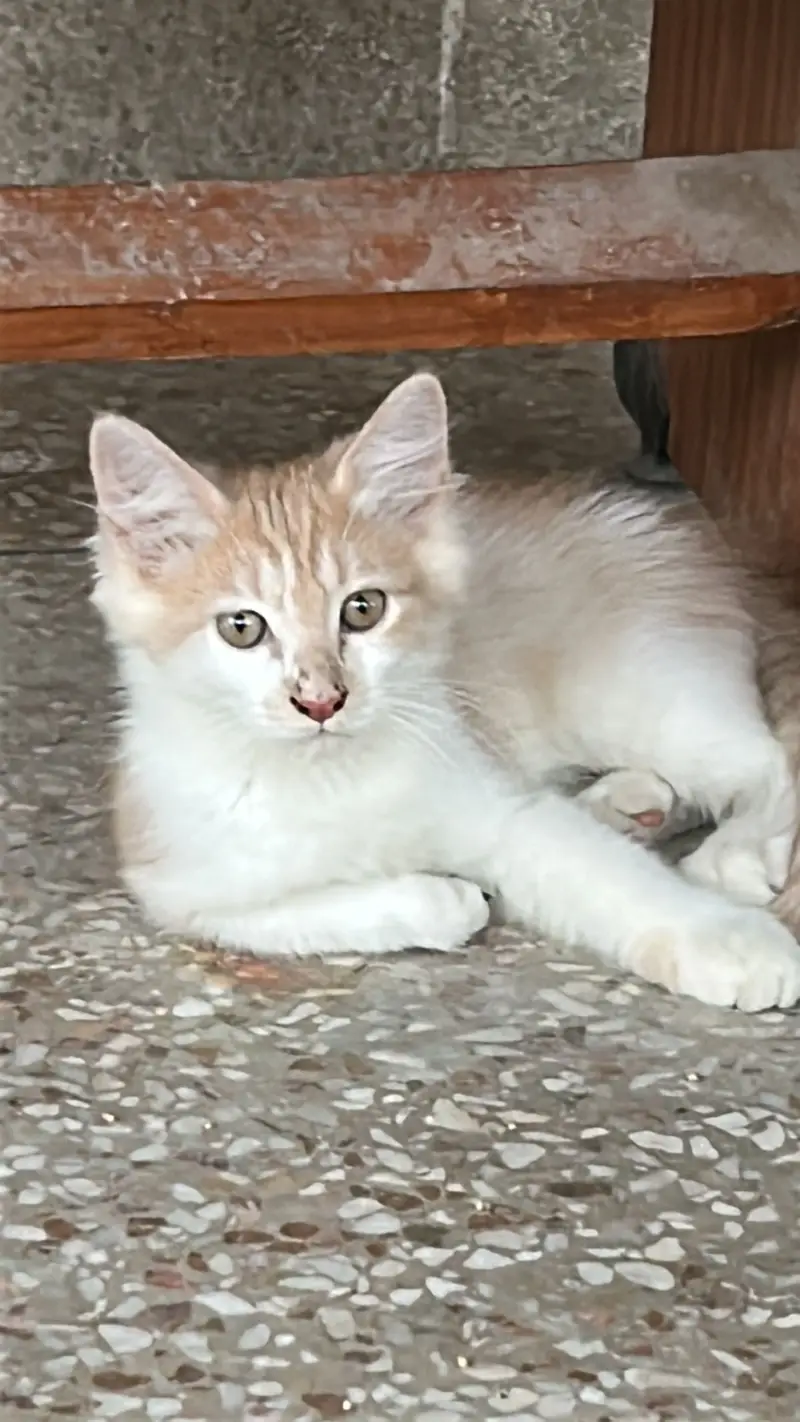 Persian cats — photo 2