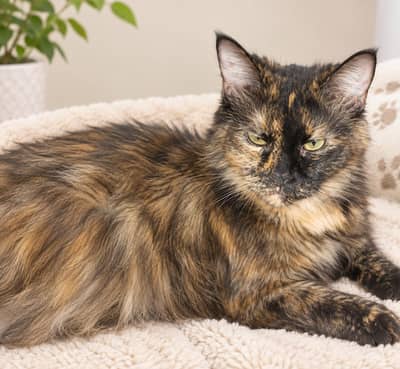 Beautiful Long-Hair Tortoiseshell Female Cat for Sale