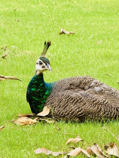 Peacocks for sell Home Breed, White, black shoulder Indian blue pairs