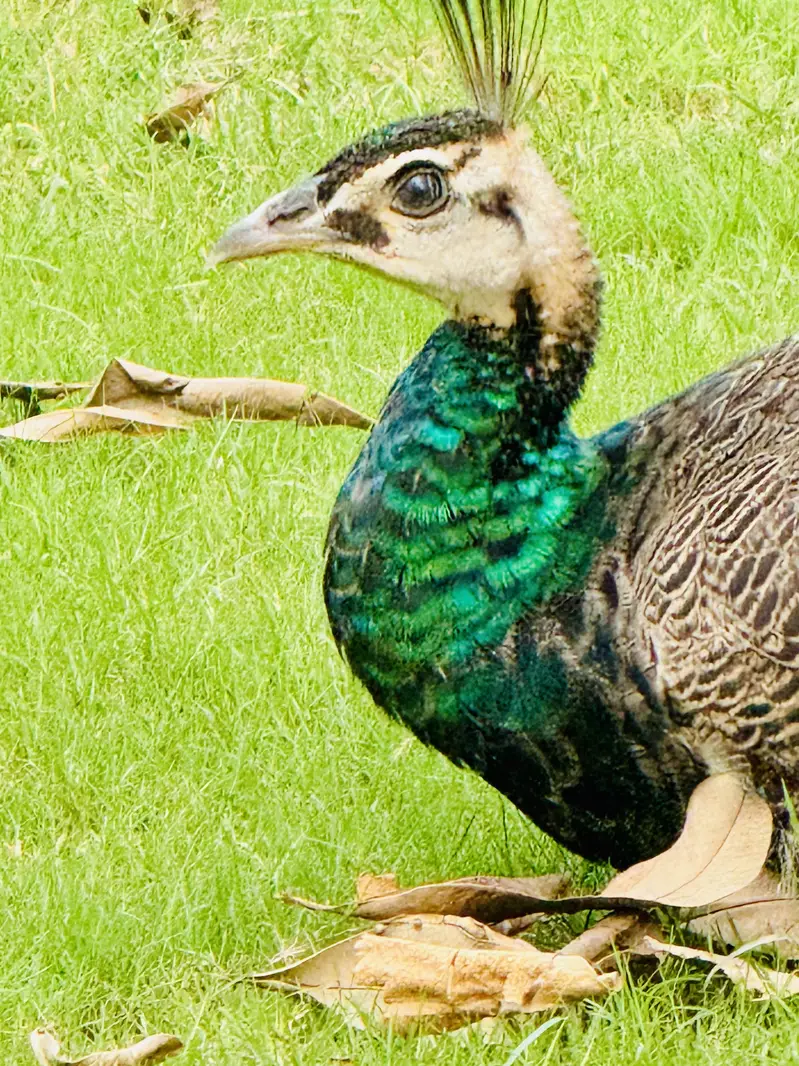 Peacocks for sell Home Breed, White, black shoulder Indian blue pairs — photo 2