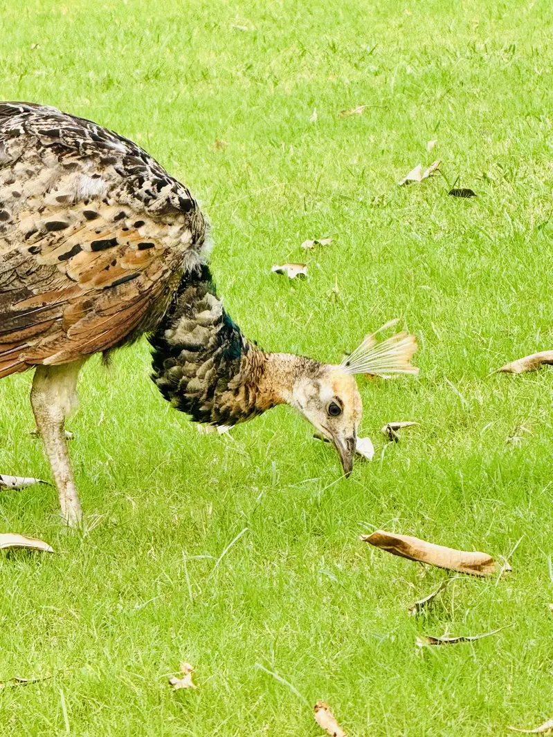 Peacocks for sell Home Breed, White, black shoulder Indian blue pairs — photo 3