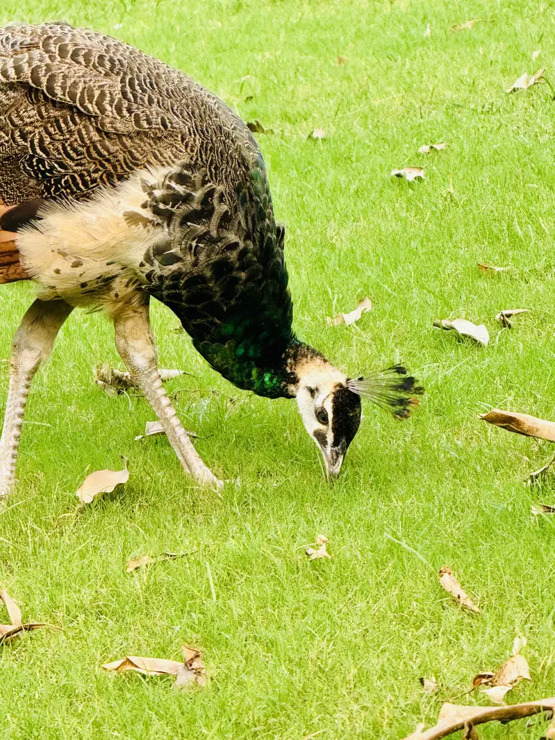 Peacocks for sell Home Breed, White, black shoulder Indian blue pairs — photo 4