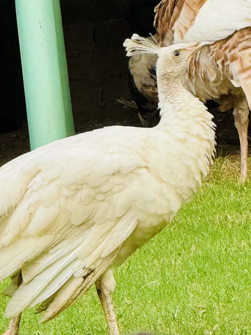 Peacocks for sell Home Breed, White, black shoulder Indian blue pairs — photo 5