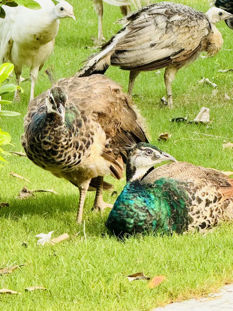 Peacocks for sell Home Breed, White, black shoulder Indian blue pairs — photo 6