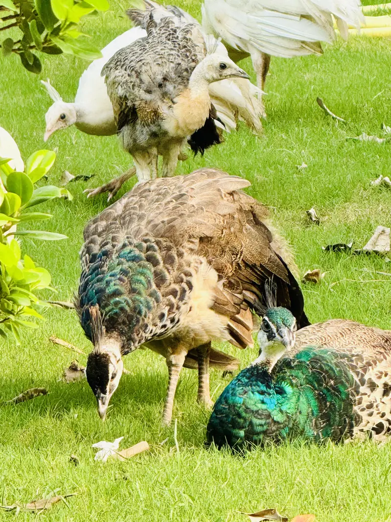 Peacocks for sell Home Breed, White, black shoulder Indian blue pairs — photo 7
