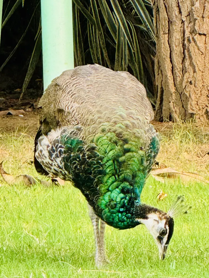 Peacocks for sell Home Breed, White, black shoulder Indian blue pairs — photo 8