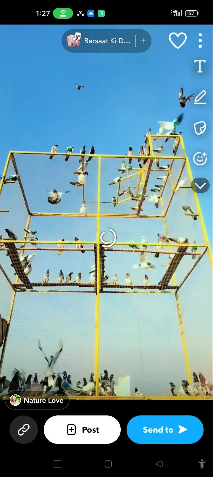 pigeons cage and pigeons for sale — photo 2
