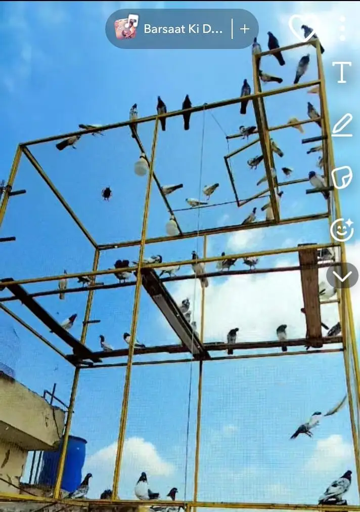 pigeons cage and pigeons for sale — photo 3