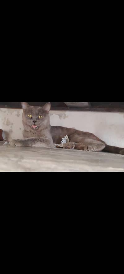 yellow button eyes healthy male cat