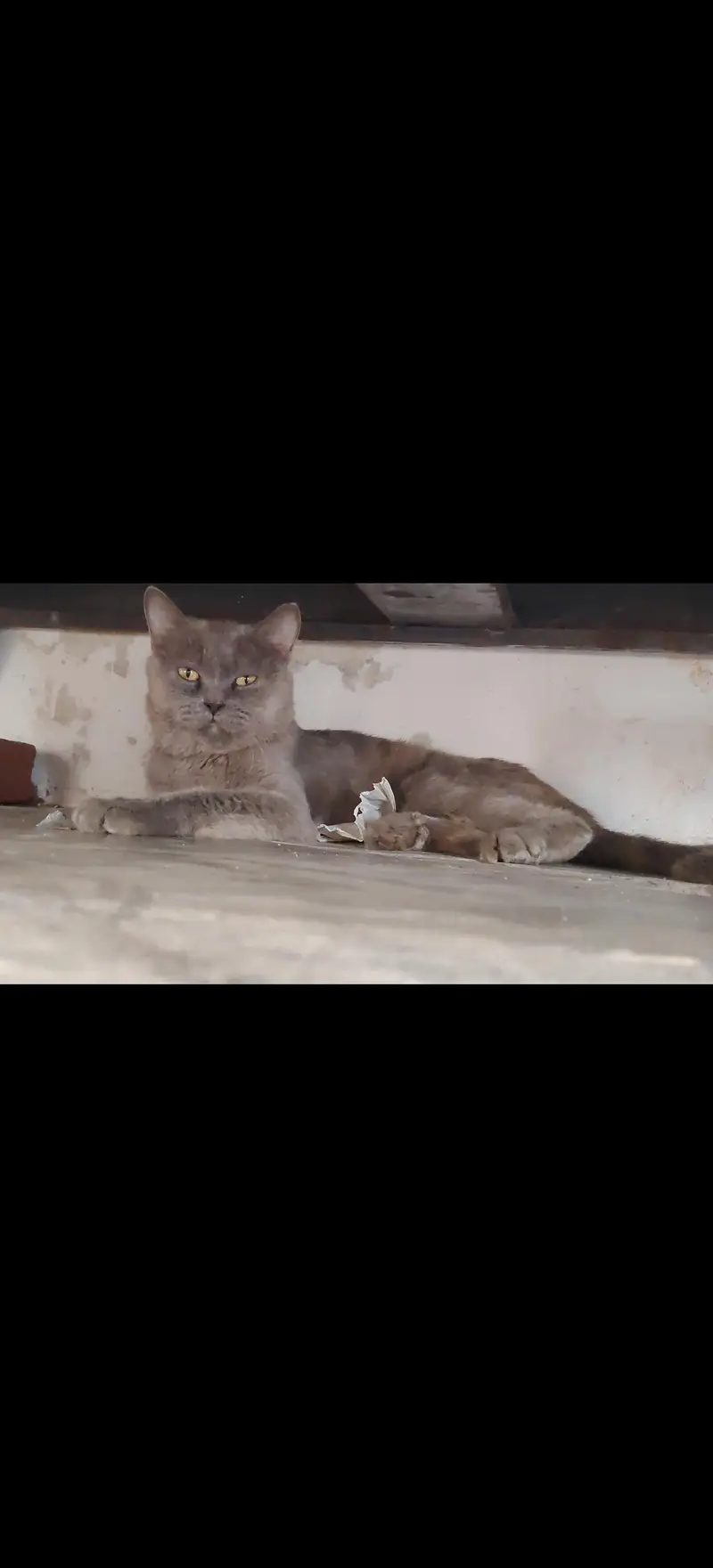 yellow button eyes healthy male cat — photo 3